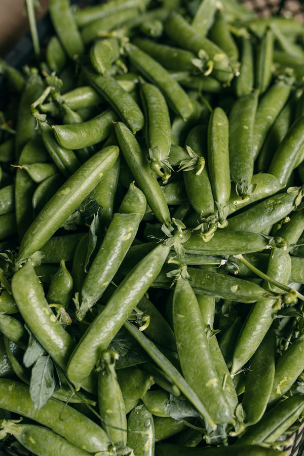 English Fresh Peas