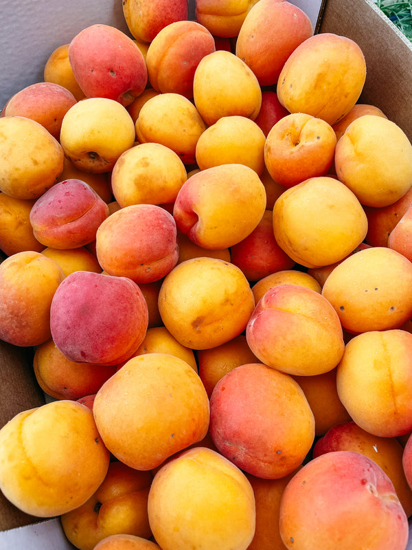 Apricots